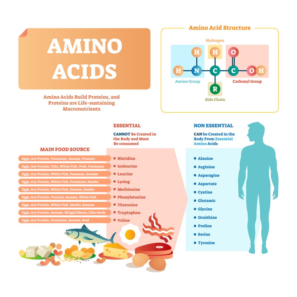 5. Daily Recommended Protein Intake: Requirements vs Needs - Metabolic NEW