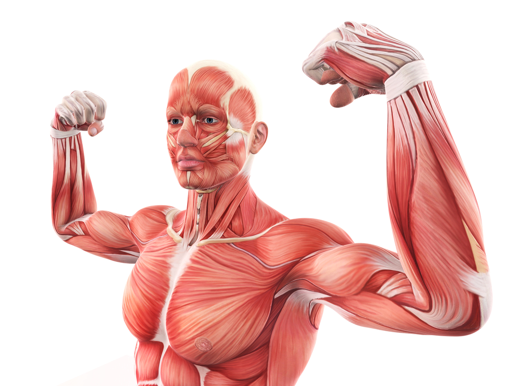 skeletal muscle
